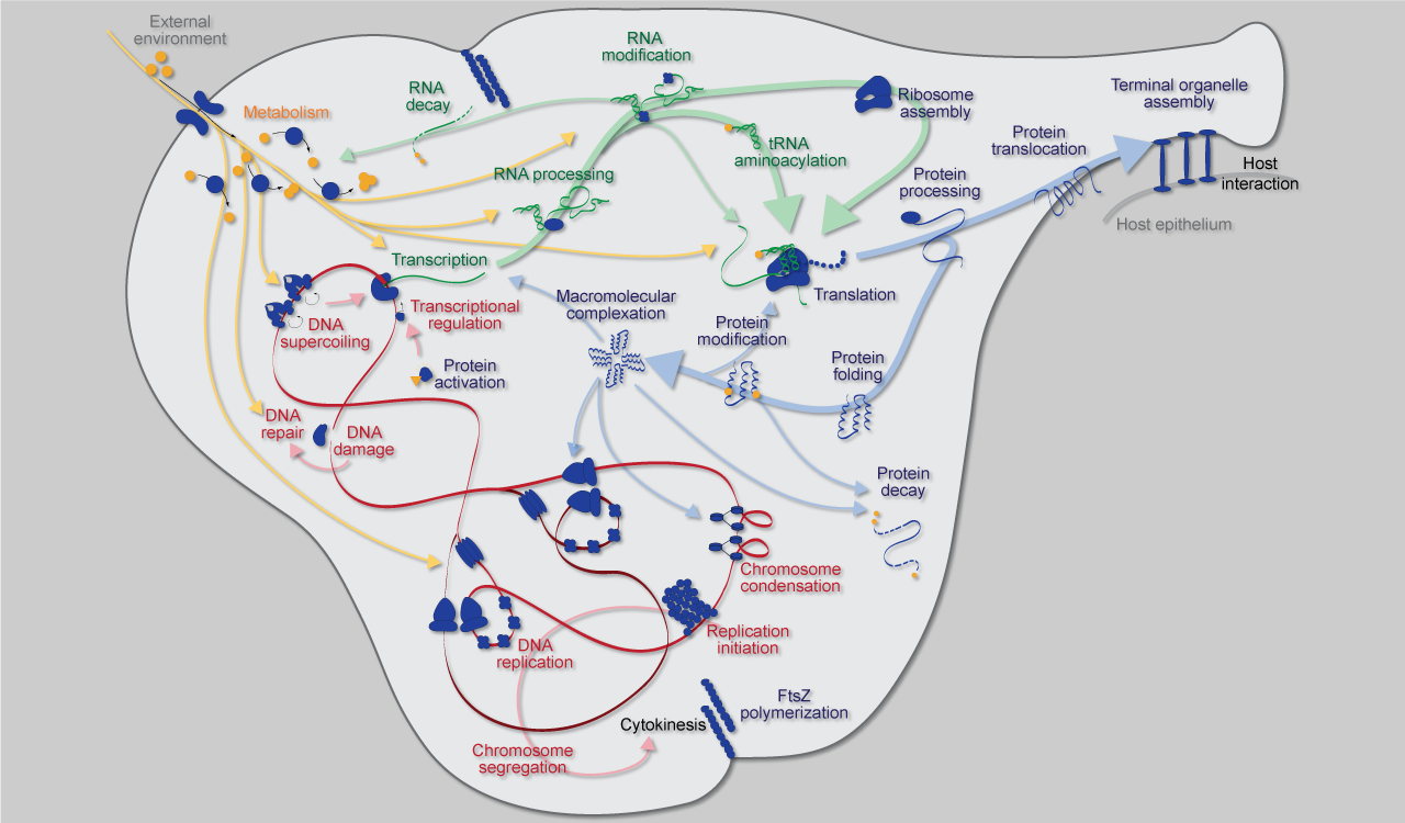 diagram of cell interactions