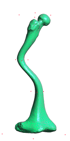 Morphed Femur