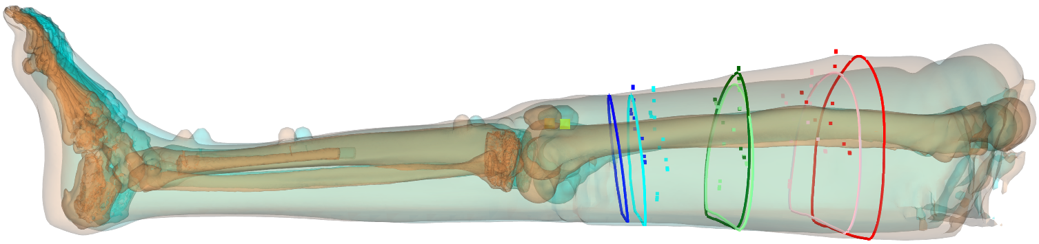 Morphed Leg