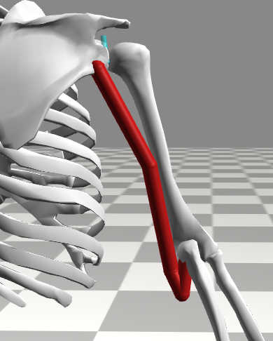 humerus_length_change.png