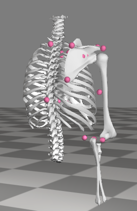 Scapulothoracic joint model.png