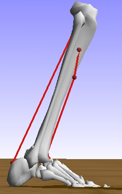 ankle_tibia_model.png