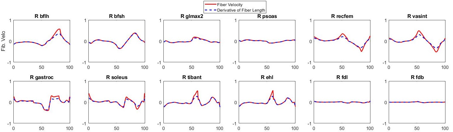 Muscle Fiber Velocity Fig_MusActBound0p01_FibDamping005_right.jpg