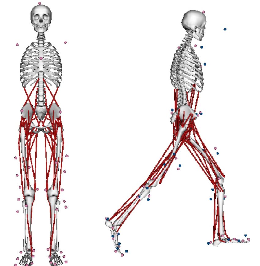 Figure 2_MBD model with small size of muscles.jpg