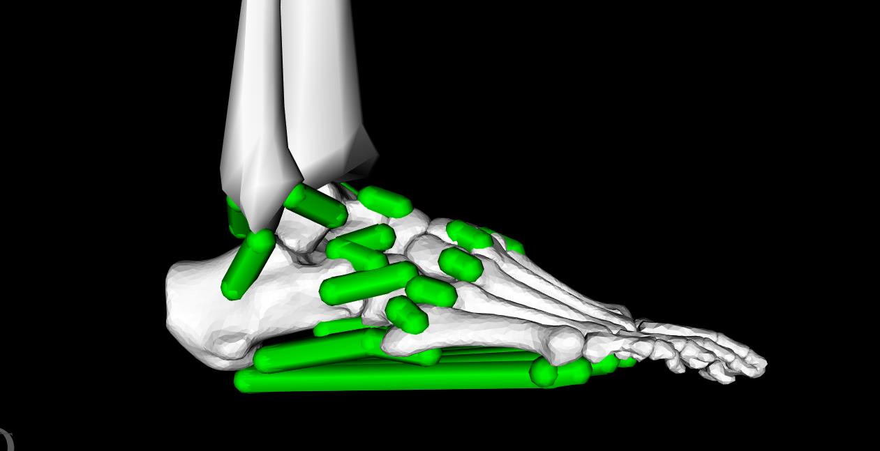 foot ligaments.jpg
